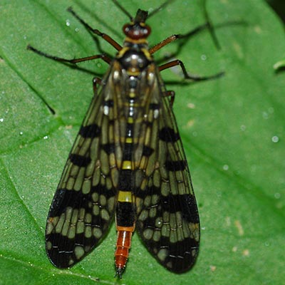 Mosca escorpón