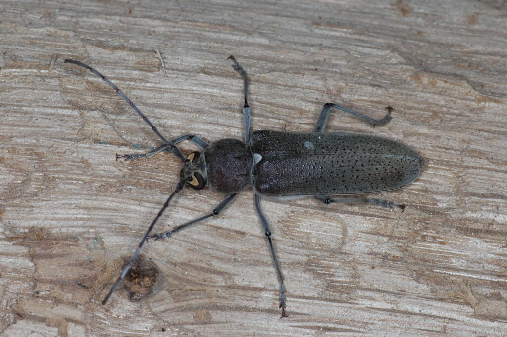 Hesperophanes sericeus
