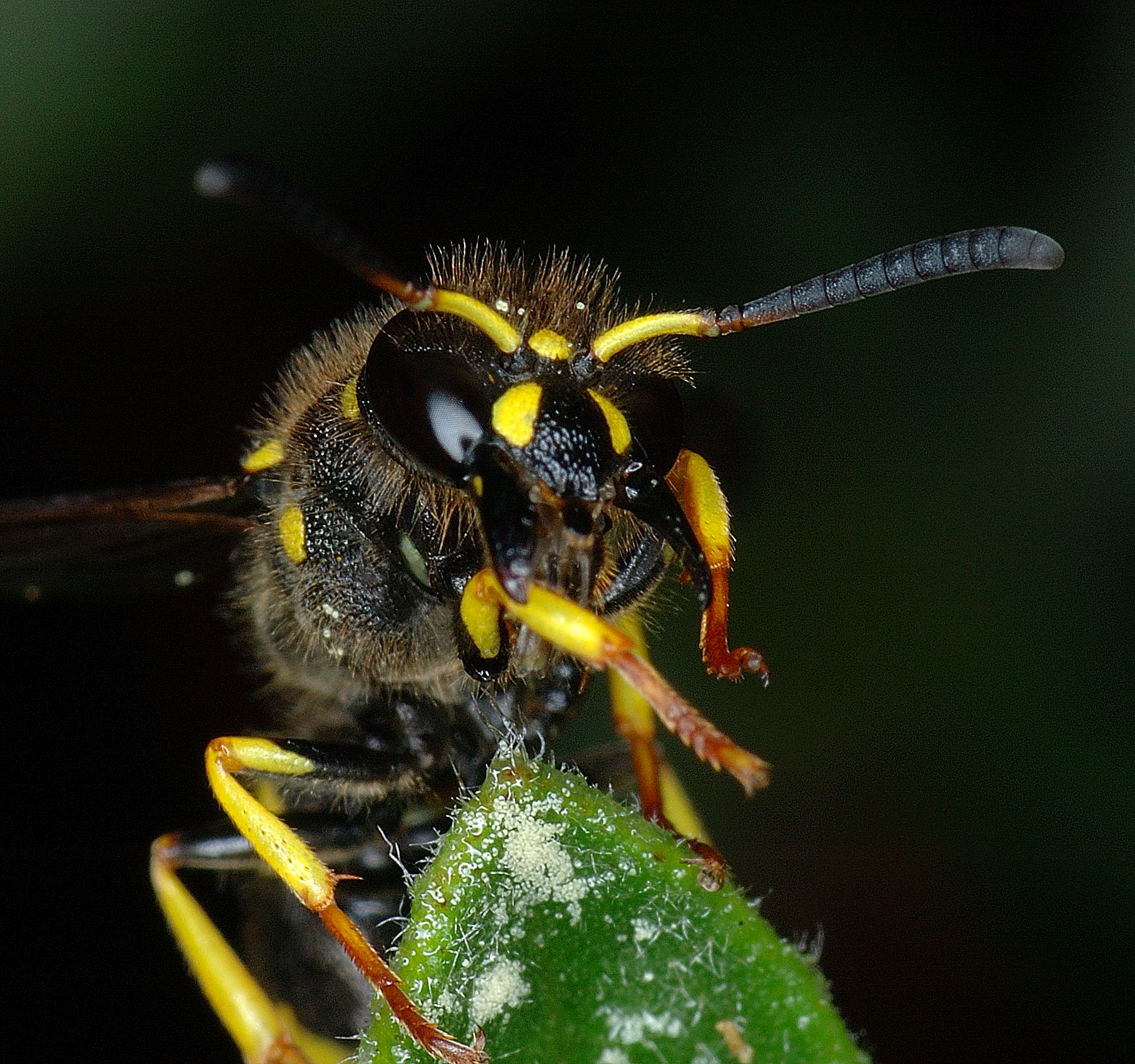 Vespido